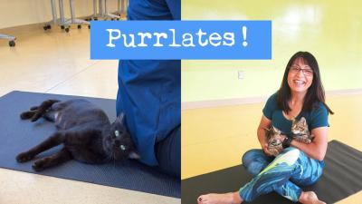 Purrlates!