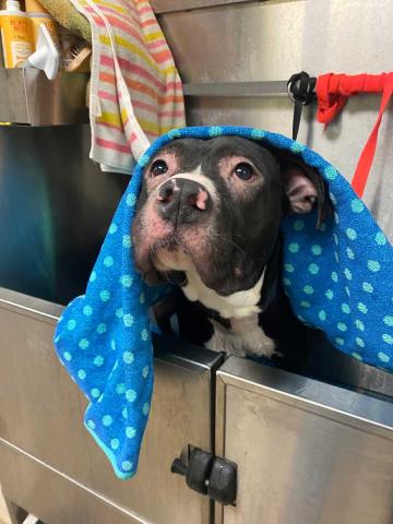 Bruce in the bath