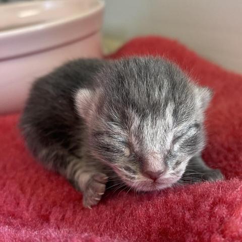 Sid, a 3 day old neonate orphaned kitten