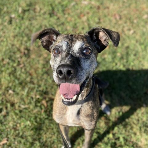 Rex the dog