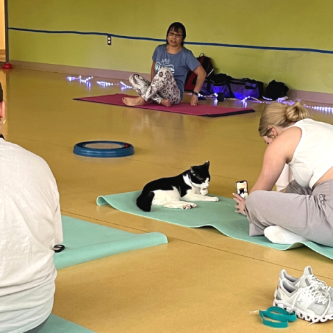 Ricco the cat at Cat Yoga
