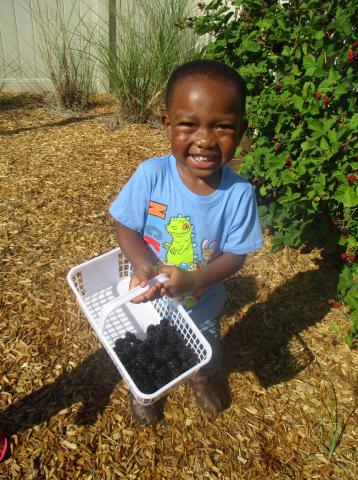 Picking Blackberries on the Playground